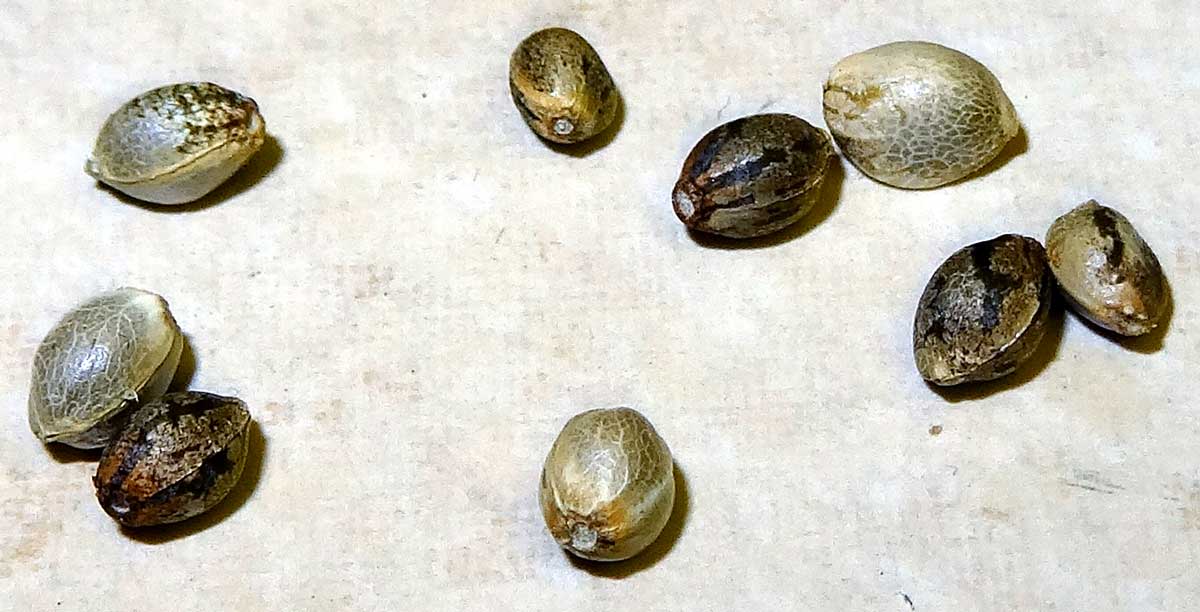 Феминизированные семена конопли: всё, что нужно знать